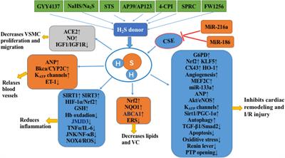 Hydrogen Sulfide (H2S)-Releasing Compounds: Therapeutic Potential in Cardiovascular Diseases